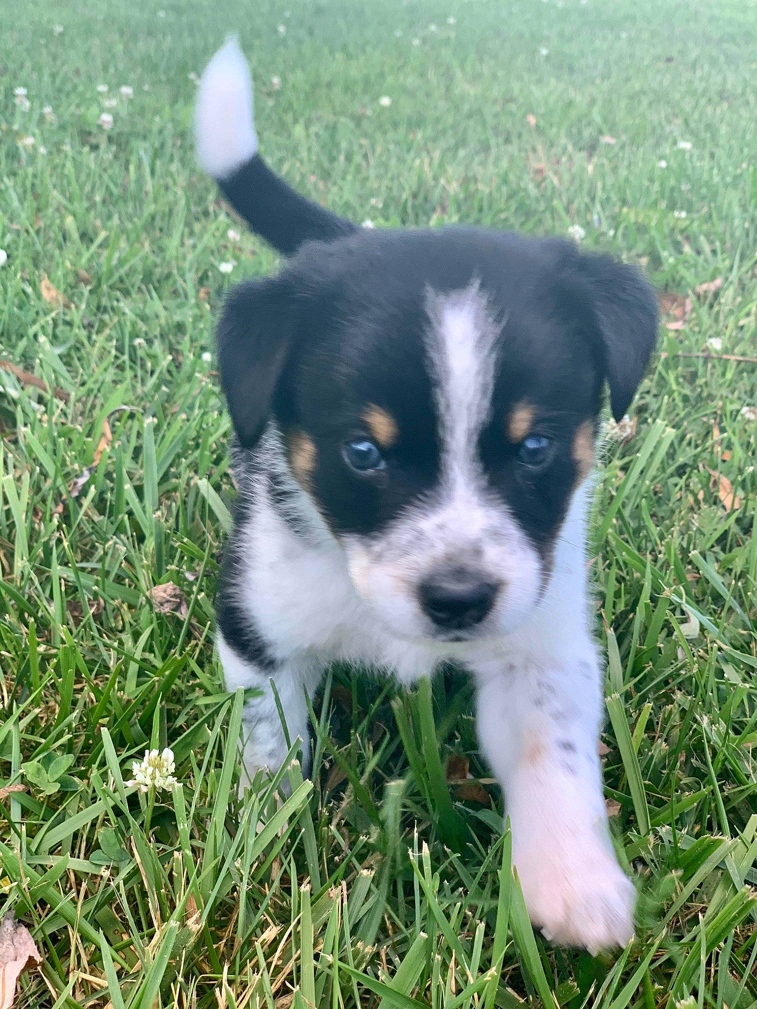 Silo is registered to the contest to win money with this photo: australian_shepherd, canidae, carnivore, companion_dog, dog, dog_breed, grass, grassland, groundcover, herding_dog, plant, puppy, sedge_family, snout, sporting_group, terrier, toy_dog, whiskers, working_animal, working_dog