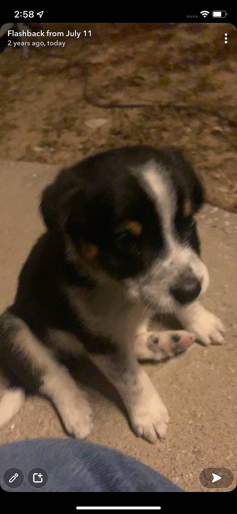 Silo is registered to the contest to win money with this photo: bored, canidae, carnivore, companion_dog, dog, dog_breed, fawn, fur, paw, puppy, pyrenean_mastiff, snout, sporting_group, street_dog, tail, terrestrial_animal, toy_dog, whiskers, working_animal, working_dog