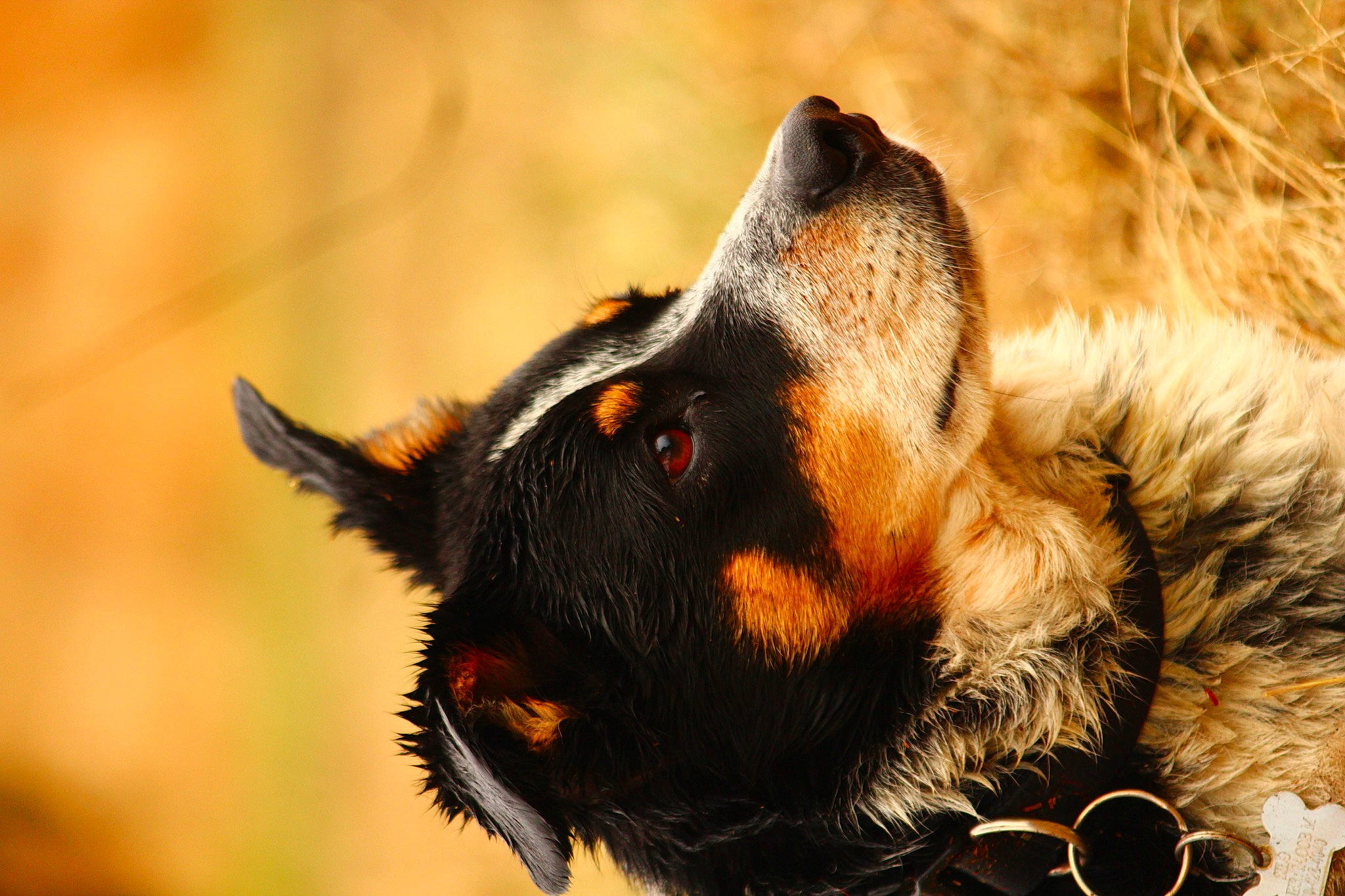 Silo joined the competition — help win amazing prizes! bat, canidae, carnivore, dog_breed, fawn, fox, fur, guard_dog, paw, snout, sporting_group, terrestrial_animal, whiskers, wildlife, wood