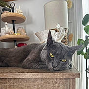 Milo is registered to the contest to win money with this photo: cat, gray_cat, yellow_eyes, indoor, wooden_surface, decor, plant, window, relaxed, feline, pet, animal, closeup, resting, table, home, cozy, soft_light, still_life, portrait
