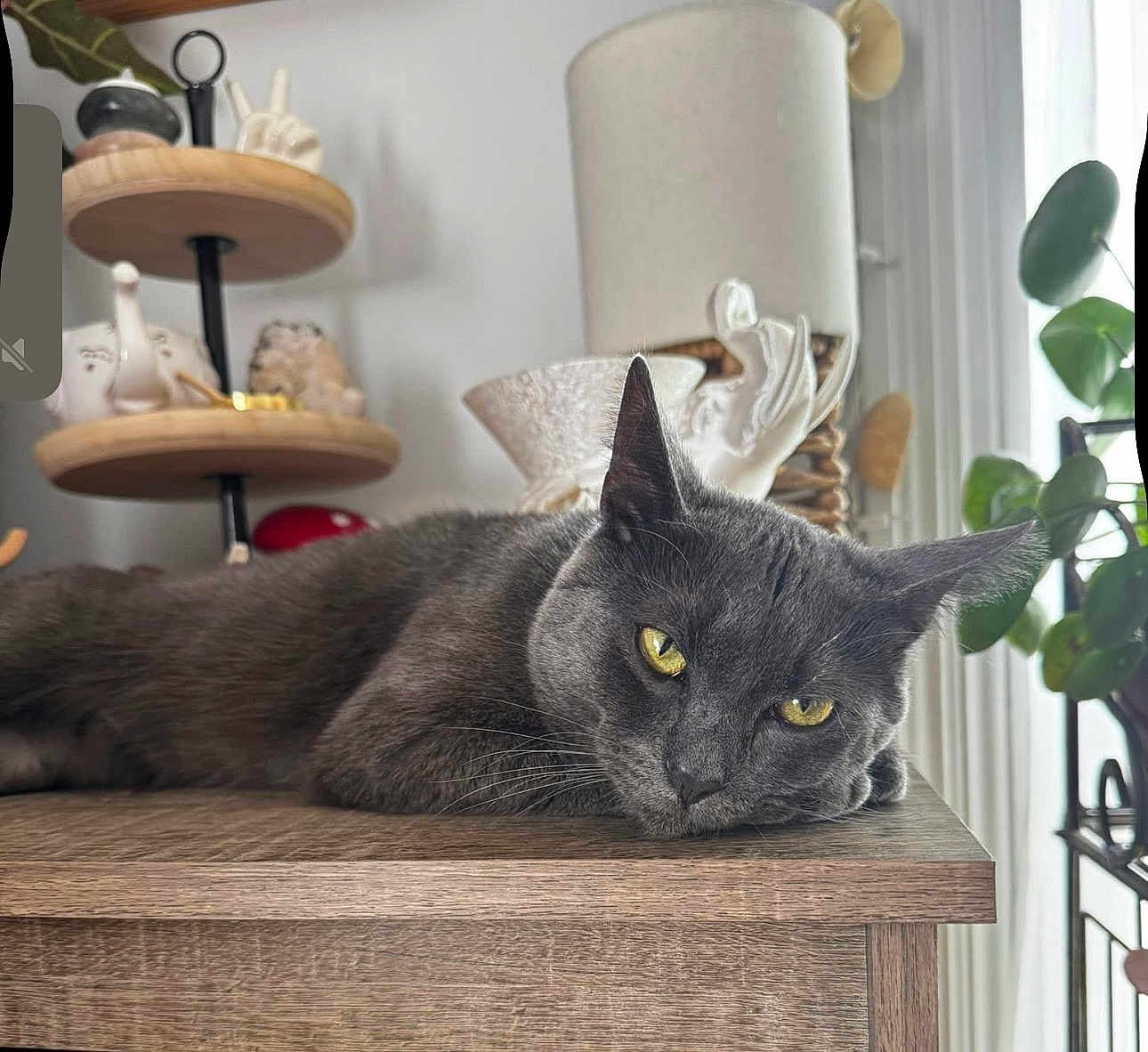 Milo