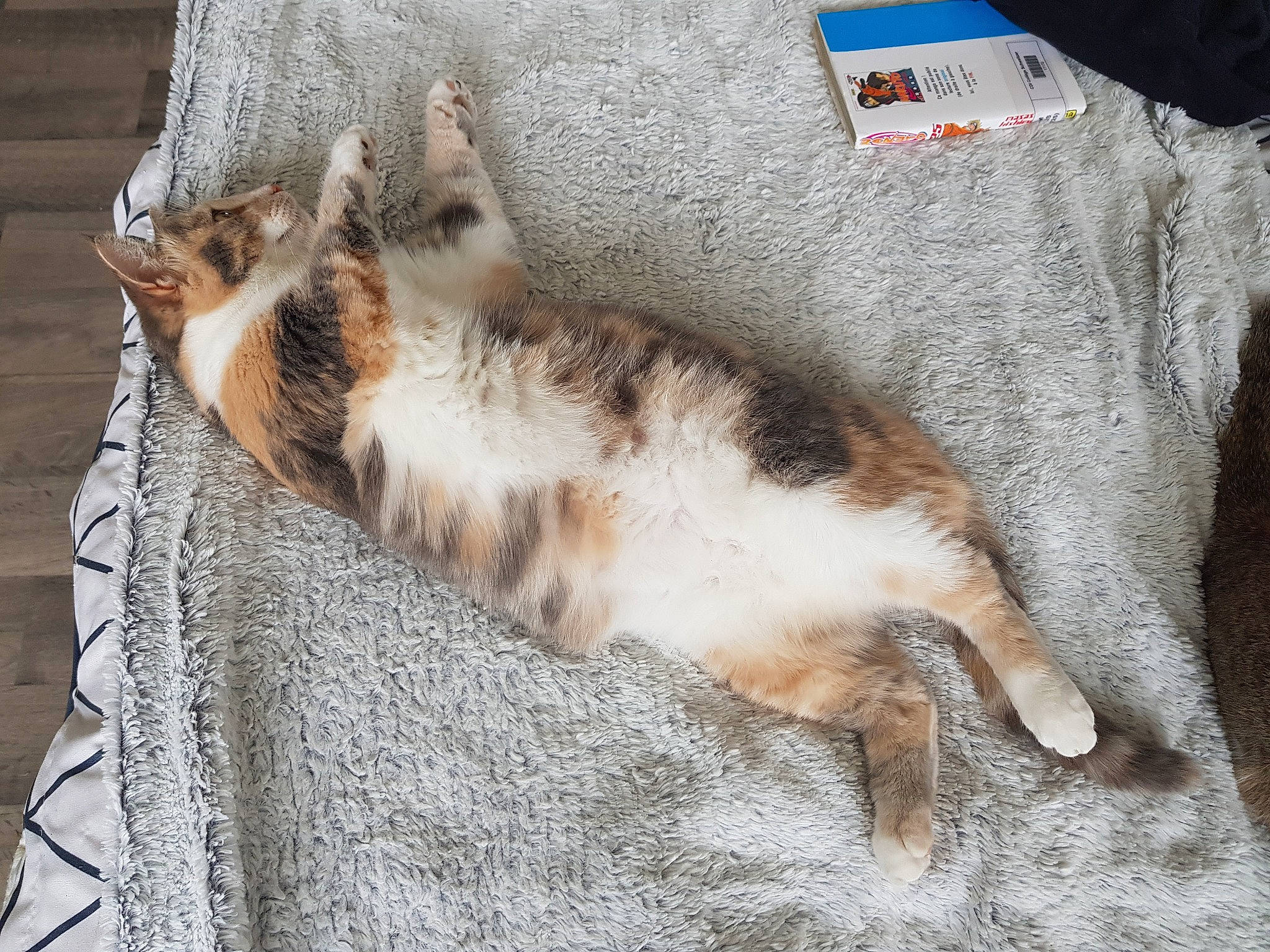 Samouraï participe au concours pour gagner de l'argent avec cette photo : aegean_cat, carnivore, cat, claw, domestic_short_haired_cat, european_shorthair, felidae, fur, kitten, paw, small_to_medium_sized_cats, tabby_cat, tail, whiskers