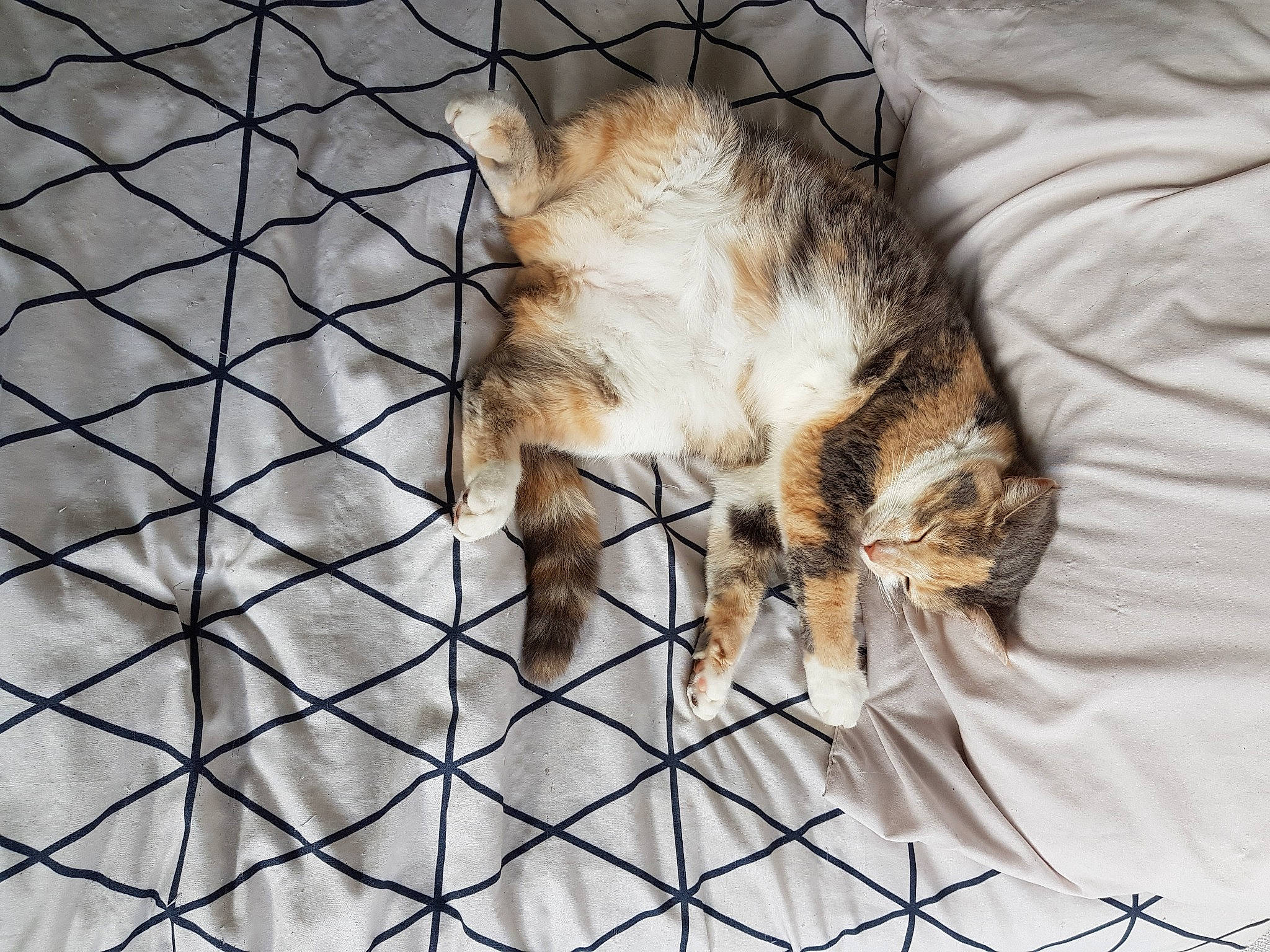 Samouraï a rejoint le concours — aidez-le/la à gagner de superbes lots ! carnivore, cat, claw, european_shorthair, felidae, fur, kitten, small_to_medium_sized_cats, snout, tabby_cat, tail, textile, whiskers, wild_cat