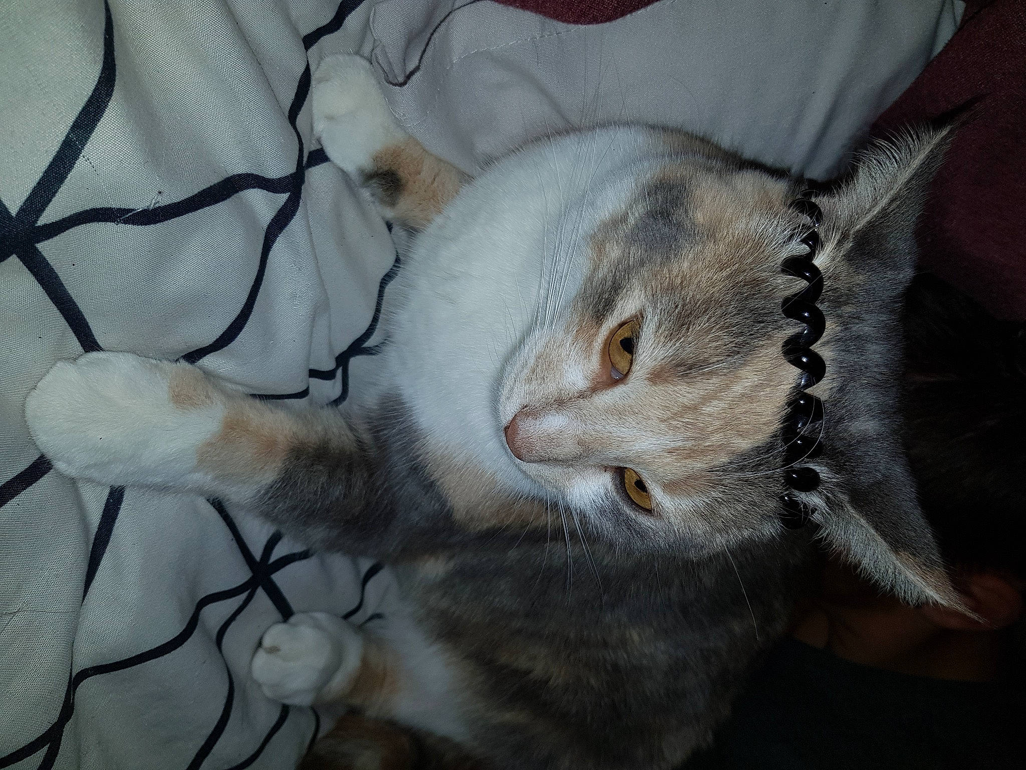 Samouraï a rejoint le concours — aidez-le/la à gagner de superbes lots ! burmilla, carnivore, cat, claw, felidae, fur, small_to_medium_sized_cats, whiskers