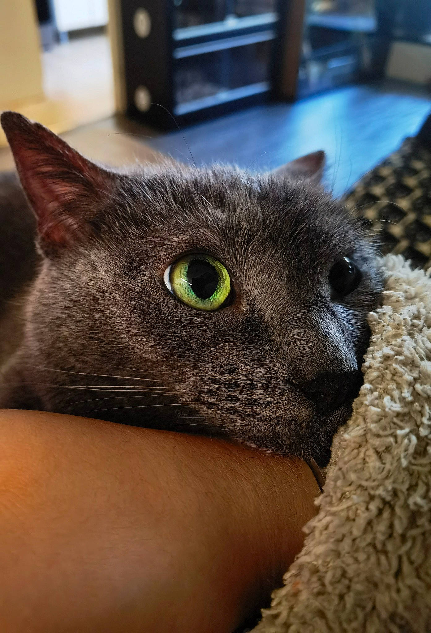 Coca participe au concours pour gagner de l'argent avec cette photo : black_cat, carnivore, cat, domestic_short_haired_cat, felidae, fur, grey, mammal, photography, small_to_medium_sized_cats, snout, terrestrial_animal, whiskers