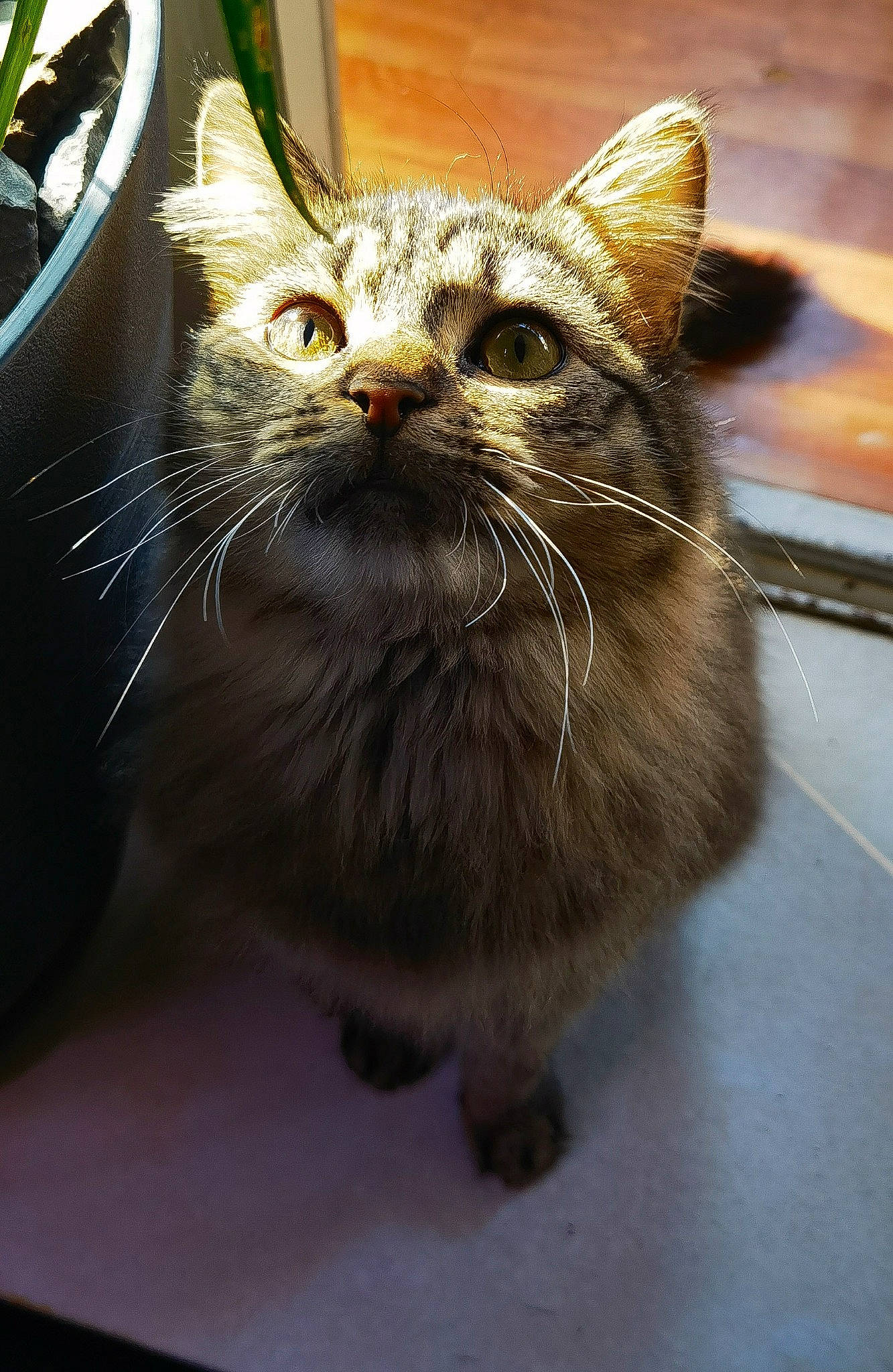 Zoé a rejoint le concours — aidez-le/la à gagner de superbes lots ! carnivore, cat, claw, domestic_short_haired_cat, fawn, felidae, flowerpot, fur, houseplant, paw, plant, small_to_medium_sized_cats, snout, terrestrial_animal, whiskers, wildlife, window