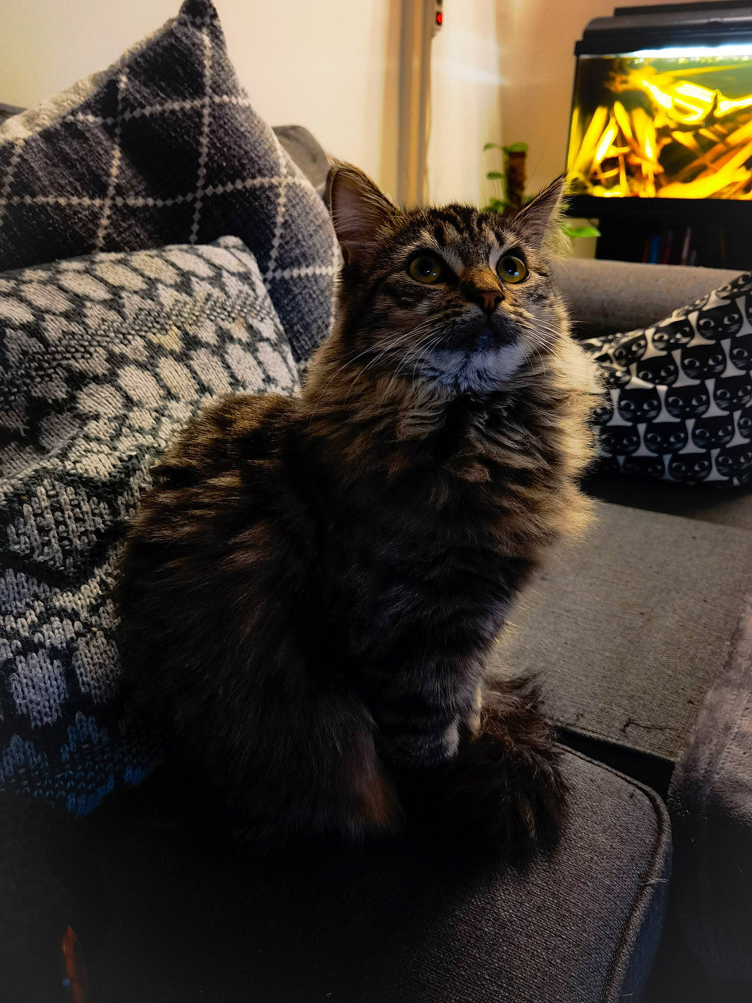 Zoé a rejoint le concours — aidez-le/la à gagner de superbes lots ! carnivore, cat, claw, comfort, couch, domestic_short_haired_cat, felidae, flooring, fur, grey, pattern, paw, plant, sitting, small_to_medium_sized_cats, snout, tail, terrestrial_animal, whiskers, window