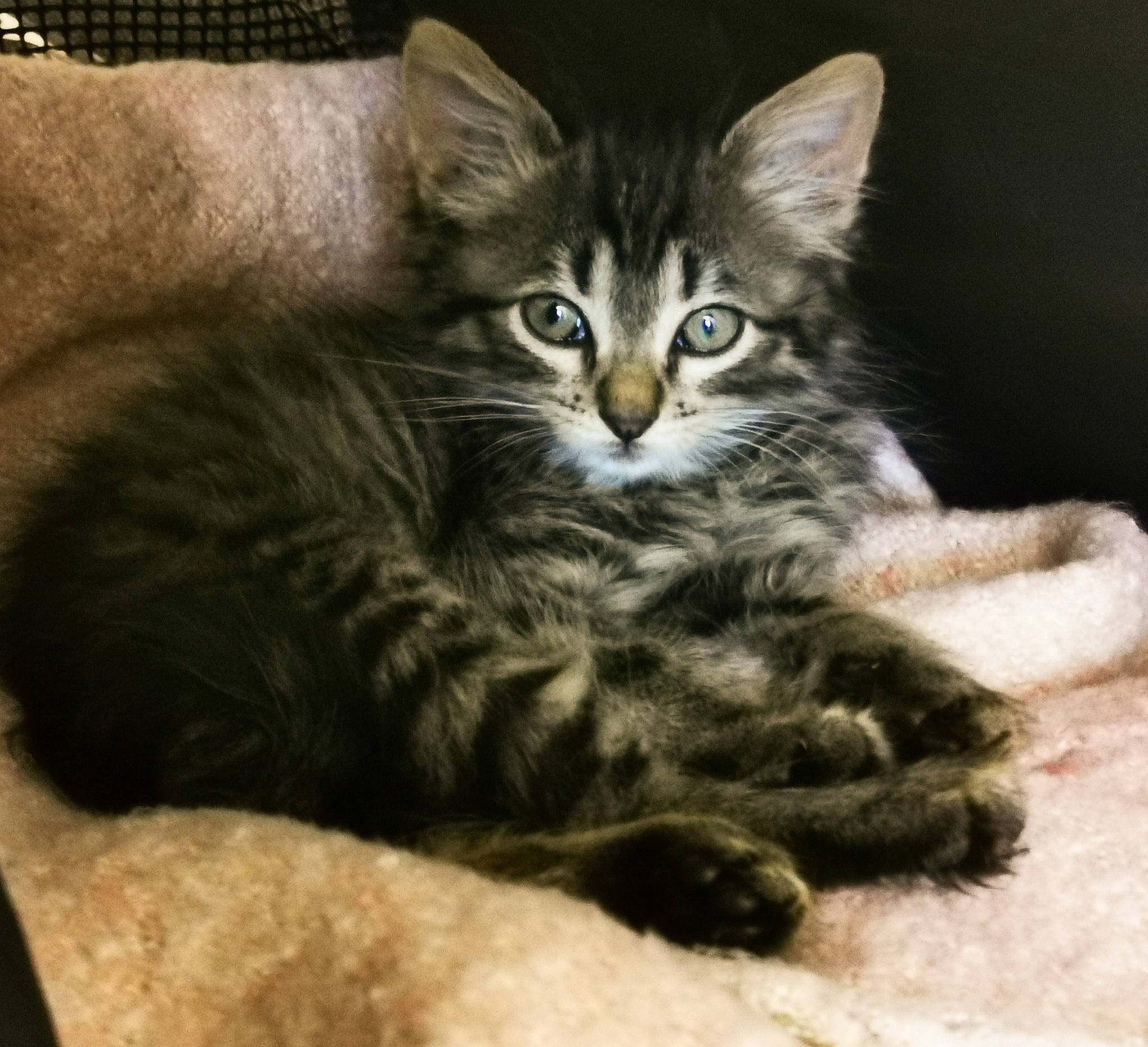 Zoé a rejoint le concours — aidez-le/la à gagner de superbes lots ! carnivore, cat, cat_supply, claw, comfort, domestic_short_haired_cat, felidae, fur, iris, paw, sitting, small_to_medium_sized_cats, snout, tail, terrestrial_animal, whiskers, wildlife