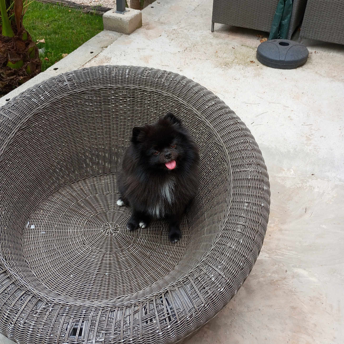 Hipop a rejoint le concours — aidez-le/la à gagner de superbes lots ! alloywheel, animal, canine, car, carwheel, cat, chair, dog, furniture, jar, machine, pet, plant, planter, pottedplant, pottery, spoke, tire, transportation, vase