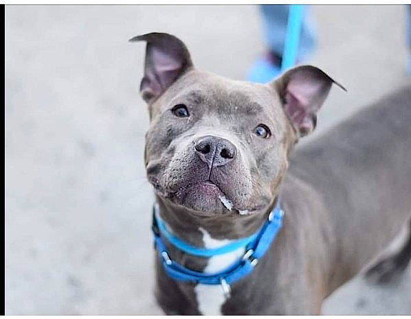 Harley Quinn joined the competition — help win amazing prizes! canidae, carnivore, collar, companion_dog, dog, dog_breed, dog_collar, ear, electric_blue, fawn, non_sporting_group, snout, snow, sporting_group, whiskers, working_animal, working_dog