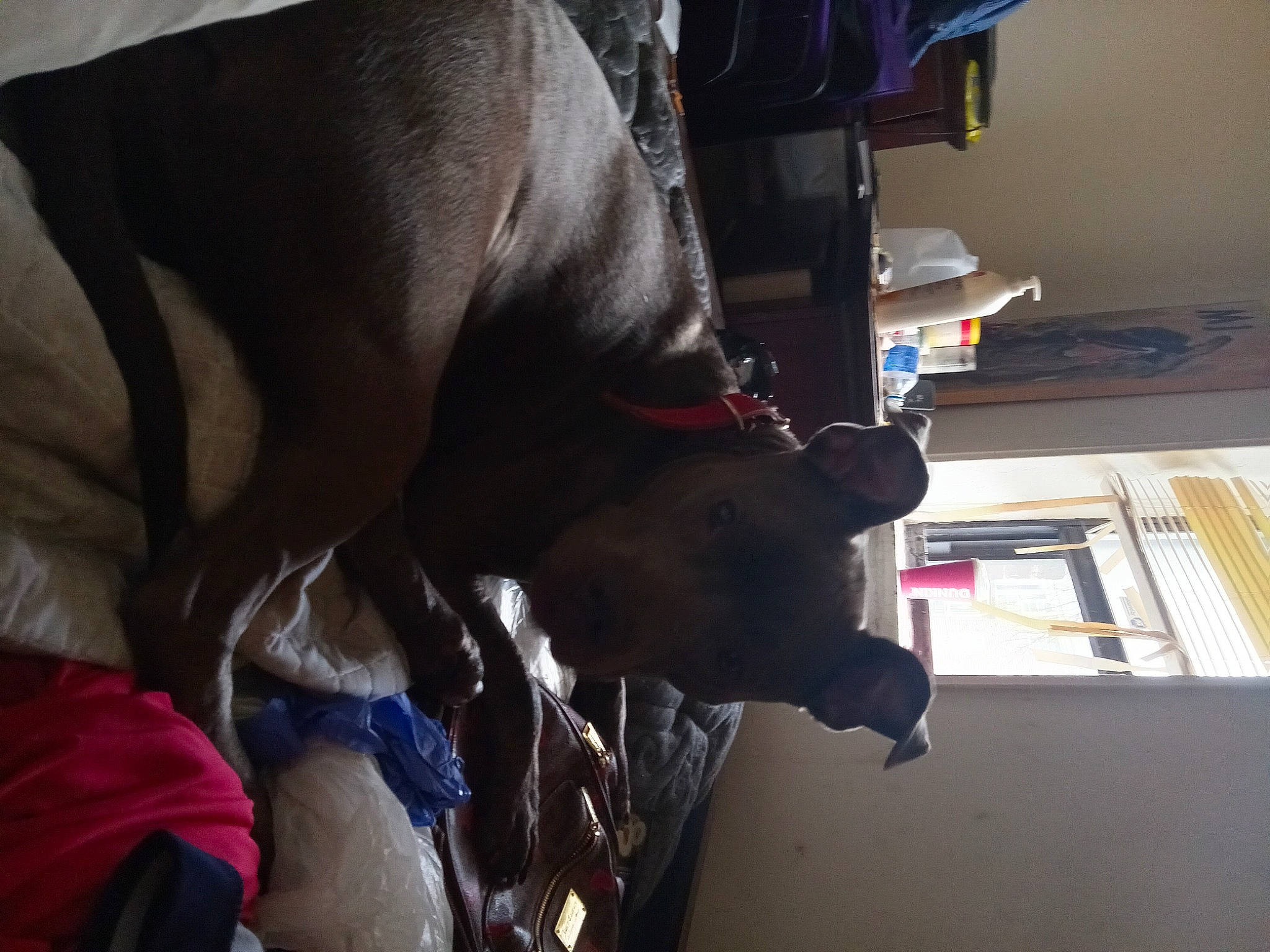 Harley Quinn joined the competition — help win amazing prizes! canidae, carnivore, collar, comfort, companion_dog, dog, dog_breed, electric_blue, fawn, flooring, fur, guard_dog, human_leg, liver, personal_protective_equipment, room, sporting_group, window, working_animal