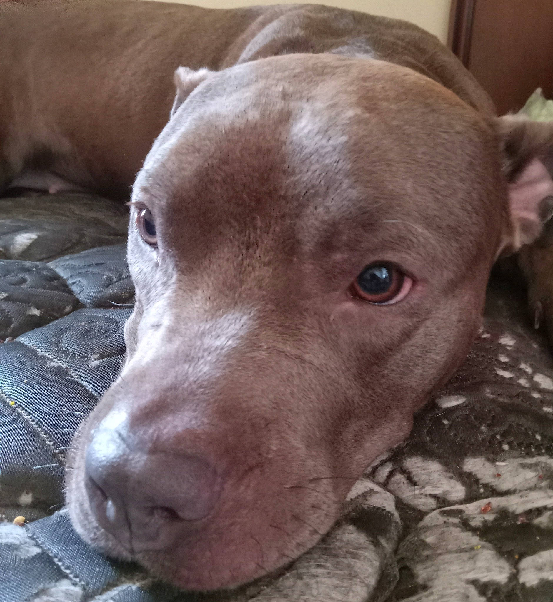 Harley Quinn joined the competition — help win amazing prizes! canidae, carnivore, collar, comfort, companion_dog, dog, dog_breed, ear, fawn, gun_dog, liver, non_sporting_group, pet_supply, snout, sporting_group, terrestrial_animal, whiskers, wood, working_animal, wrinkle