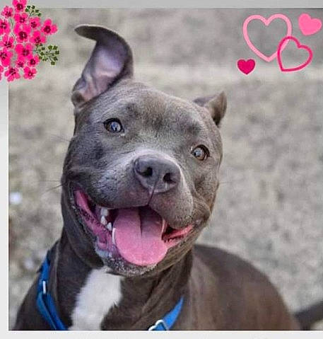 Harley Quinn is registered to the contest to win money with this photo: ancient_dog_breeds, canidae, carnivore, collar, companion_dog, dog, dog_breed, dog_collar, electric_blue, fawn, non_sporting_group, photo_caption, photograph, photography, pink, snout, sporting_group, whiskers, working_animal, working_dog