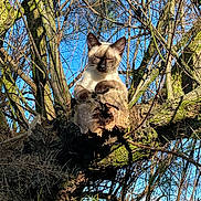 Vicco a rejoint le concours — aidez-le/la à gagner de superbes lots ! animal, branches, calm, cat, closeup, daylight, feline, moss, nature, outdoor, peaceful, perched, resting, siamese, sky, sunlight, tree, trunk, wildlife, wood