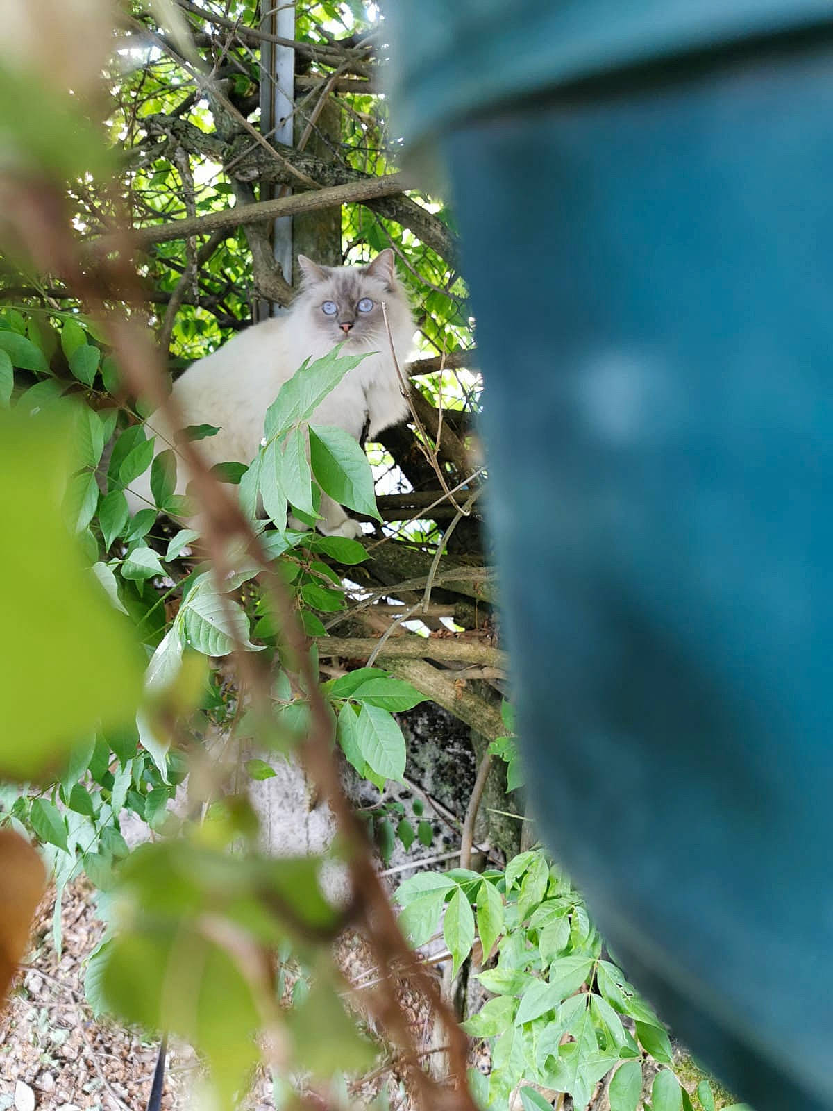 Orphee participe au concours pour gagner de l'argent avec cette photo : flower, flowering_plant, grass, petal, plant, plant_stem, terrestrial_plant, tints_and_shades, tree, trunk, twig, wood