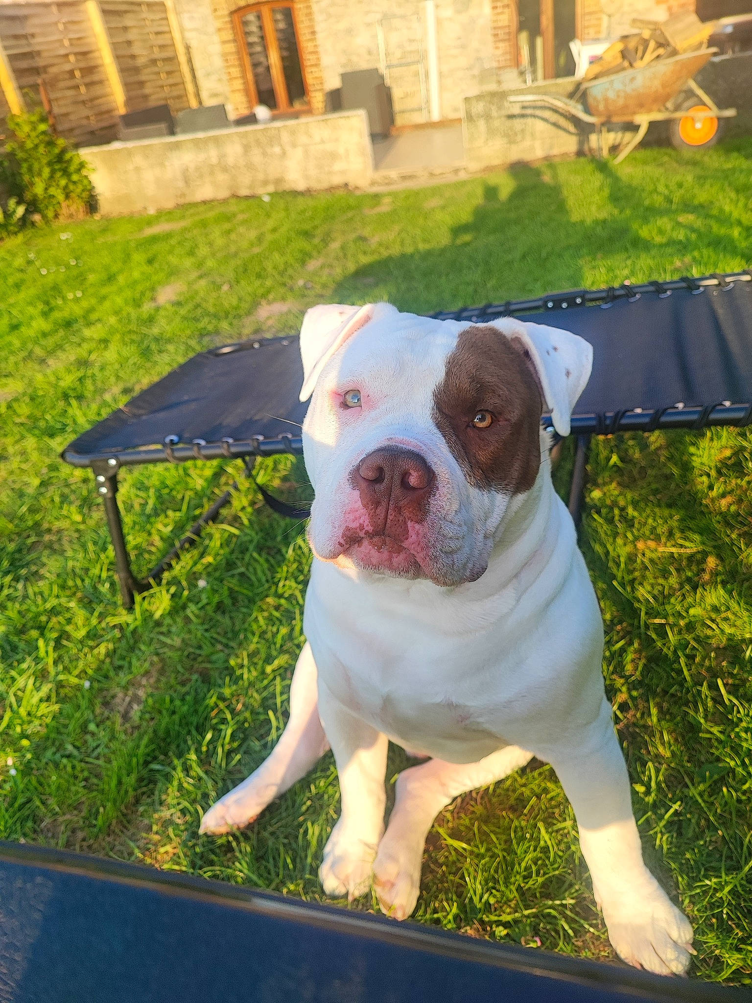 Blanco participe au concours pour gagner de l'argent avec cette photo : building, bulldog, carnivore, chair, companion_dog, dog, dog_breed, fawn, flooring, garden, grass, molosser, non_sporting_group, outdoor_furniture, plant, sporting_group, working_animal, working_dog, yard