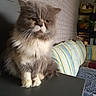 animal, bookshelf, cat, cushion, ears, eyes, fluffy_cat, gray_fur, home, indoors, longhair, paws, pet, pillows, portrait, serious_expression, sitting, table, whiskers, white_fur