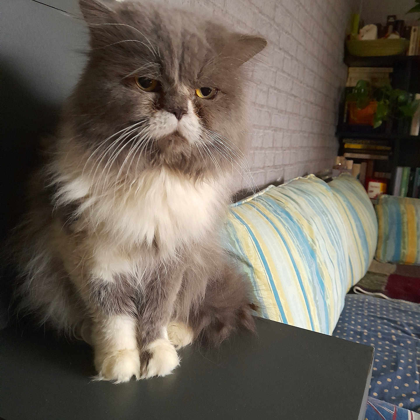 Charlie