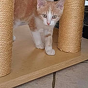 Caramel a rejoint le concours — aidez-le/la à gagner de superbes lots ! kitten, cat, scratching_post, indoor, wooden_base, sisal_rope, orange_cat, white_cat, pet, curious, floor_tile, household, furniture, young_cat, animal, domestic, cute, small, walking, playful