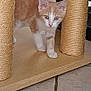 kitten, cat, scratching_post, indoor, wooden_base, sisal_rope, orange_cat, white_cat, pet, curious, floor_tile, household, furniture, young_cat, animal, domestic, cute, small, walking, playful