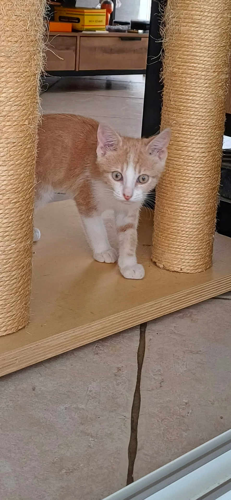 Caramel a rejoint le concours — aidez-le/la à gagner de superbes lots ! kitten, cat, scratching_post, indoor, wooden_base, sisal_rope, orange_cat, white_cat, pet, curious, floor_tile, household, furniture, young_cat, animal, domestic, cute, small, walking, playful