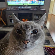 Sable is registered to the contest to win money with this photo: cat, gray_cat, pet, animal, close_up, portrait, whiskers, ears, eyes, nose, fur, fluffy, indoors, living_room, television, fireplace, home, cozy, staring, photography