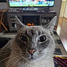 cat, gray_cat, pet, animal, close_up, portrait, whiskers, ears, eyes, nose, fur, fluffy, indoors, living_room, television, fireplace, home, cozy, staring, photography