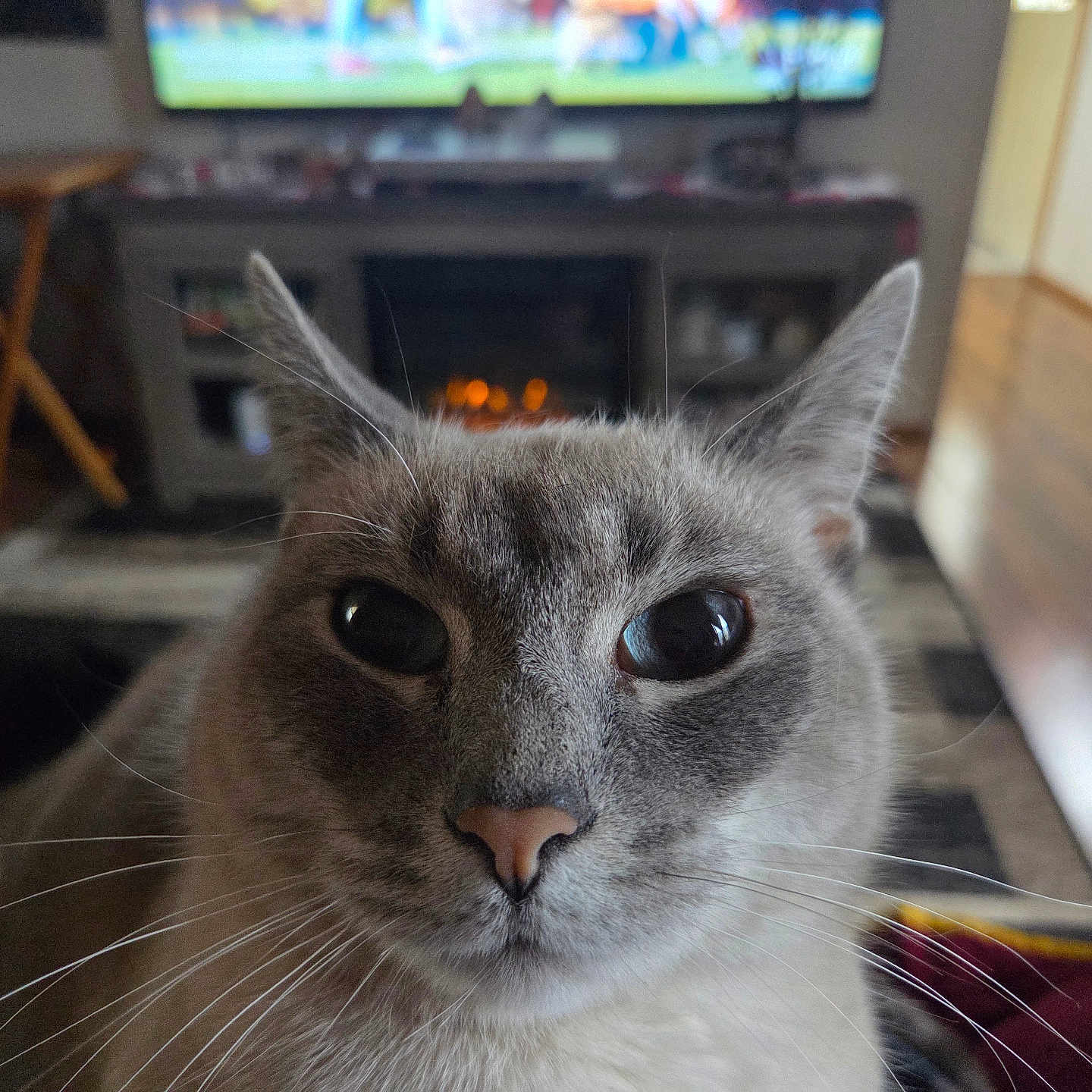 Sable is registered to the contest to win money with this photo: cat, gray_cat, pet, animal, close_up, portrait, whiskers, ears, eyes, nose, fur, fluffy, indoors, living_room, television, fireplace, home, cozy, staring, photography