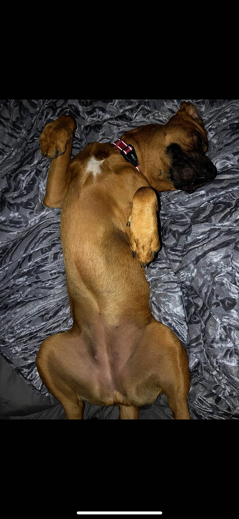 Bb joined the competition — help win amazing prizes! canidae, carnivore, comfort, companion_dog, dog, dog_breed, dog_supply, fawn, guard_dog, liver, non_sporting_group, snout, sporting_group, terrestrial_animal, working_animal, working_dog