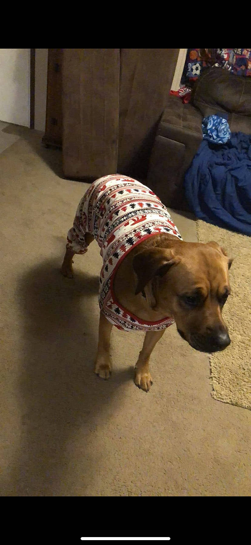 Bb is registered to the contest to win money with this photo: canidae, carnivore, collar, companion_dog, dog, dog_breed, dog_clothes, dog_collar, dog_supply, fashion_accessory, fawn, floor, flooring, fur, leash, pet_supply, road_surface, sporting_group, tail, working_animal