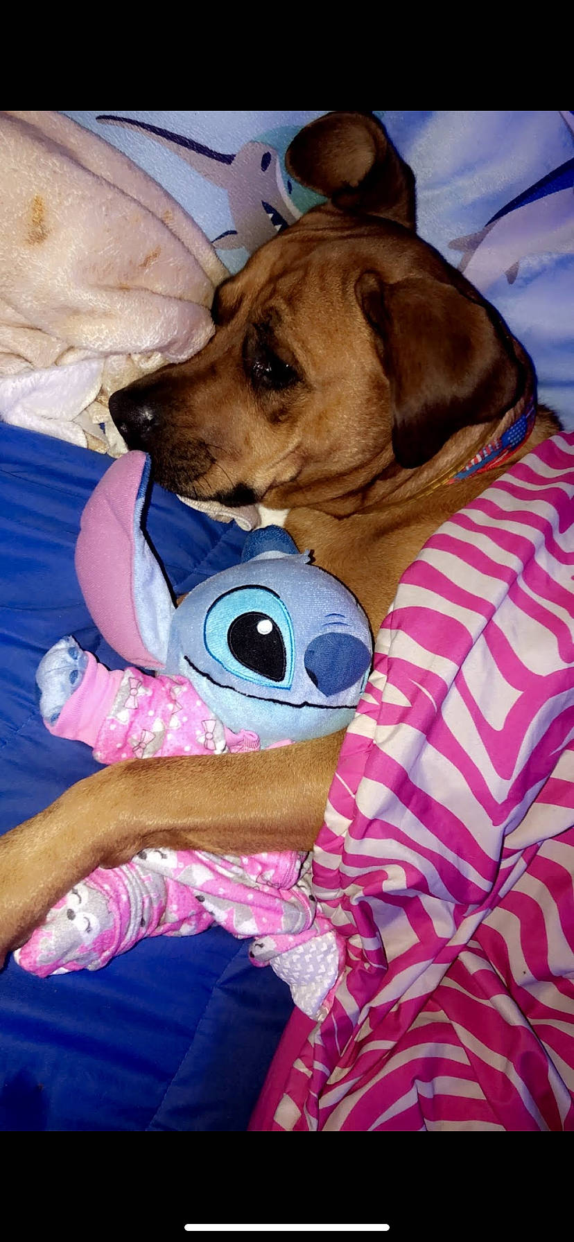 Bb is registered to the contest to win money with this photo: canidae, carnivore, collar, comfort, companion_dog, dog, dog_breed, dog_collar, dog_supply, fawn, fur, linens, liver, magenta, mammal, pet_supply, pink, sporting_group, toy, working_animal