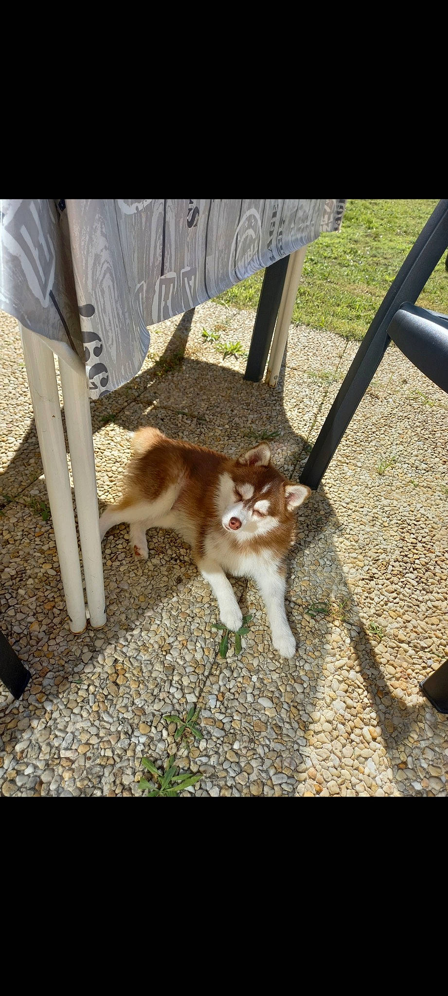 Toko participe au concours pour gagner de l'argent avec cette photo : carnivore, cat, chair, companion_dog, dog_breed, domestic_short_haired_cat, fawn, felidae, flooring, fur, grass, plant, road_surface, shade, shadow, small_to_medium_sized_cats, snout, tail, whiskers, wood