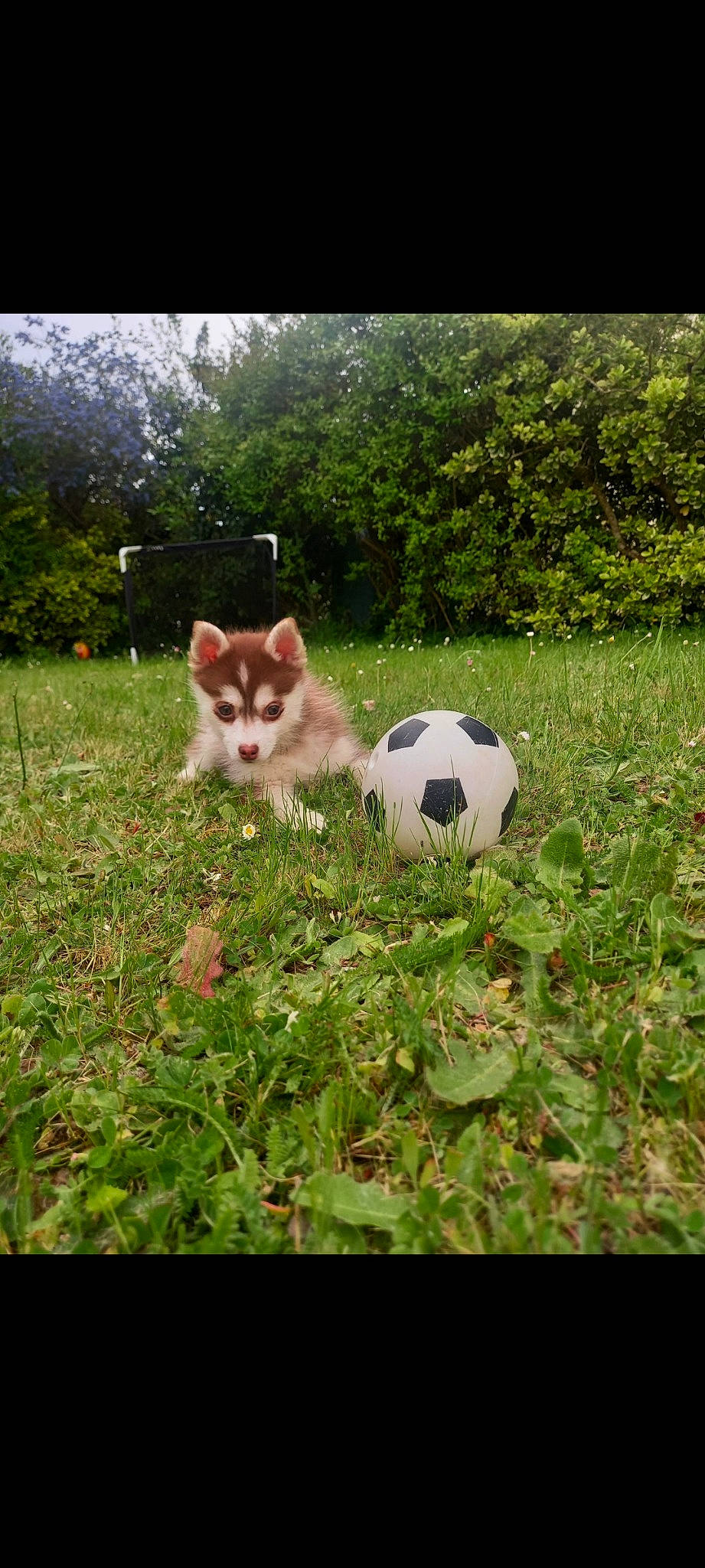 Toko participe au concours pour gagner de l'argent avec cette photo : art, ball, canidae, carnivore, companion_dog, dog_breed, fawn, football, grass, landscape, lawn, plant, shrub, snout, soccer, soccer_ball, sports_equipment, tail, toy, tree