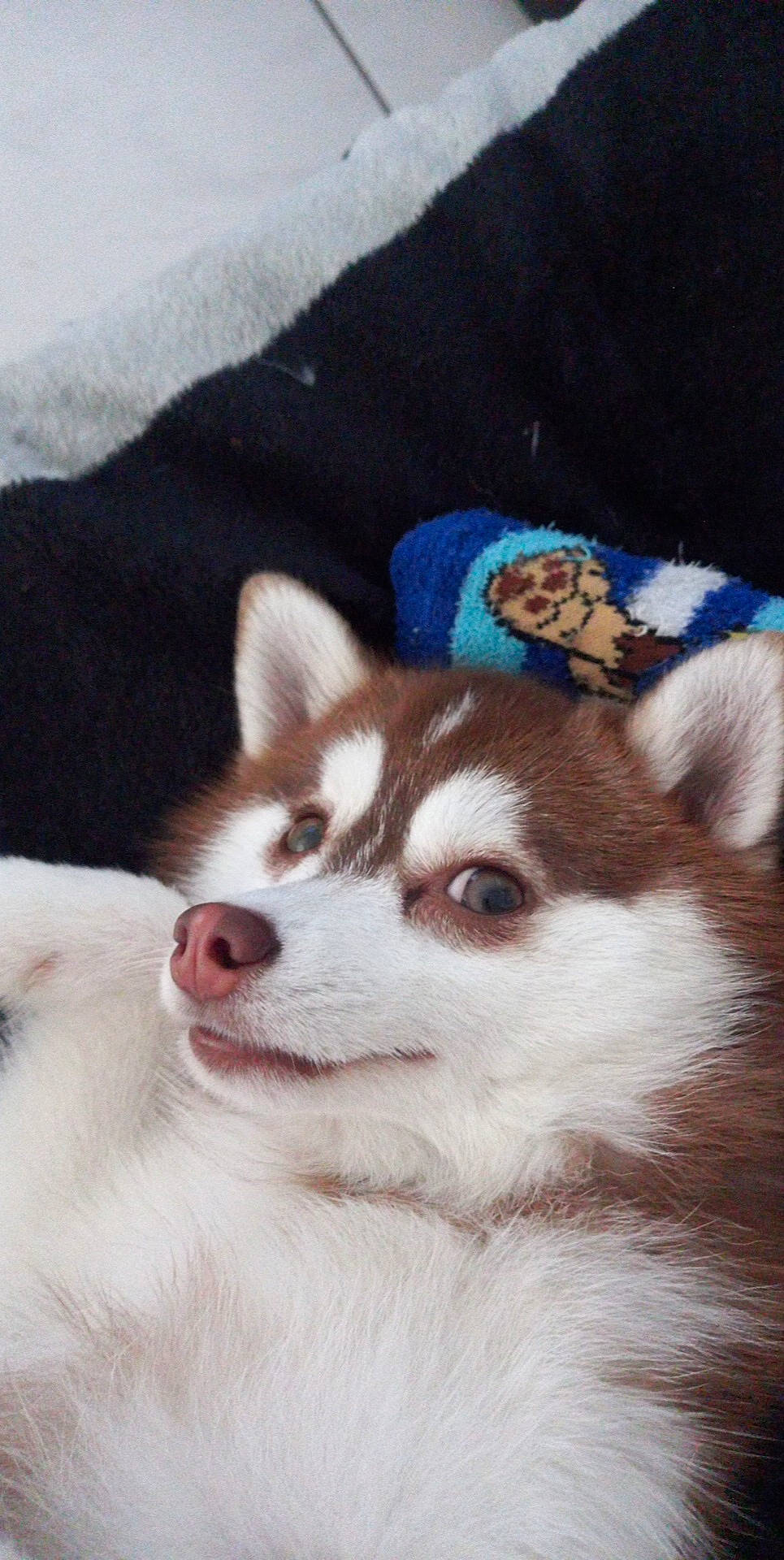 Toko a rejoint le concours — aidez-le/la à gagner de superbes lots ! ancient_dog_breeds, canidae, carnivore, comfort, companion_dog, dog, dog_breed, fawn, fur, non_sporting_group, puppy, siberian_husky, sled_dog, snout, sporting_group, terrestrial_animal, whiskers, window, working_animal, working_dog