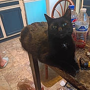 Salem joined the competition — help win amazing prizes! animal, black_cat, bottle, cat, chair, clutter, curious, domestic, floor, furniture, household, indoor, kitchen, pet, plastic_bag, relaxed, soda_bottle, table, tile_floor, water_bottle