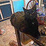 animal, black_cat, bottle, cat, chair, clutter, curious, domestic, floor, furniture, household, indoor, kitchen, pet, plastic_bag, relaxed, soda_bottle, table, tile_floor, water_bottle
