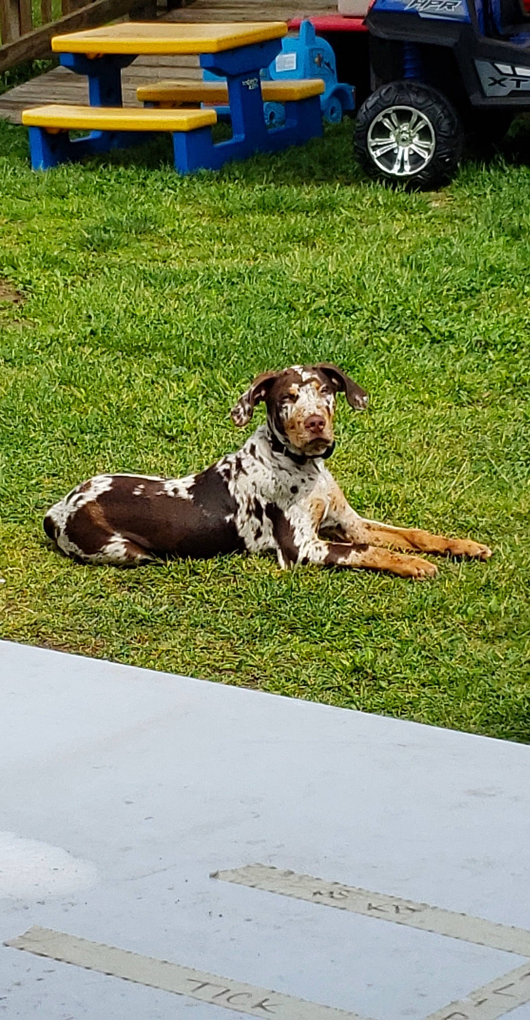 Reese joined the competition — help win amazing prizes! canidae, carnivore, companion_dog, dog, dog_breed, fawn, grass, great_dane, lawn, louisiana_catahoula_leopard_dog, mammal, non_sporting_group, plant, sporting_group, vertebrate, working_dog