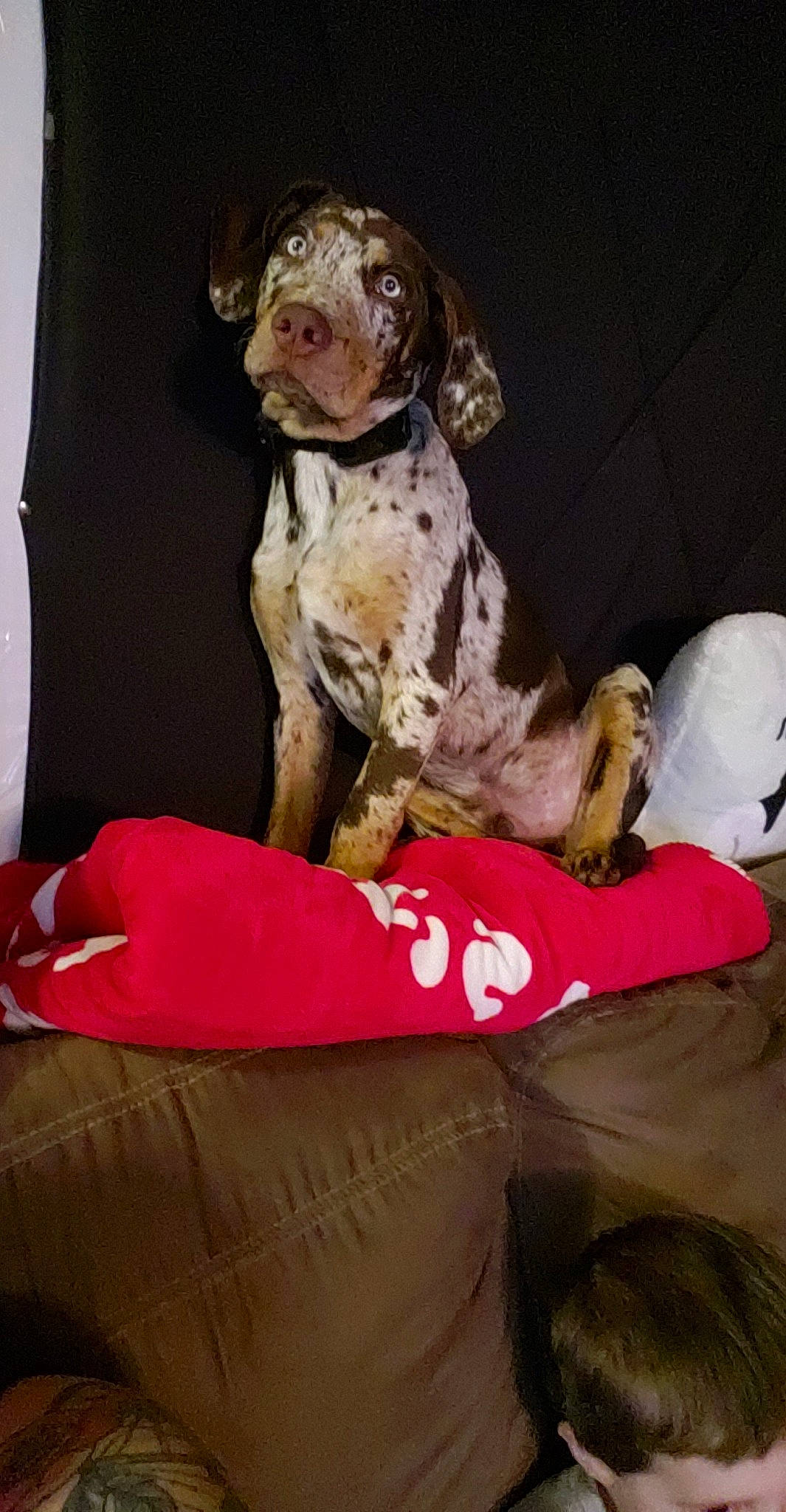 Reese joined the competition — help win amazing prizes! braque_du_bourbonnais, braque_francais, canidae, carnivore, dog, dog_breed, german_shorthaired_pointer, hunting_dog, mammal, old_danish_pointer, pachon_navarro, pointer, sporting_group, vertebrate