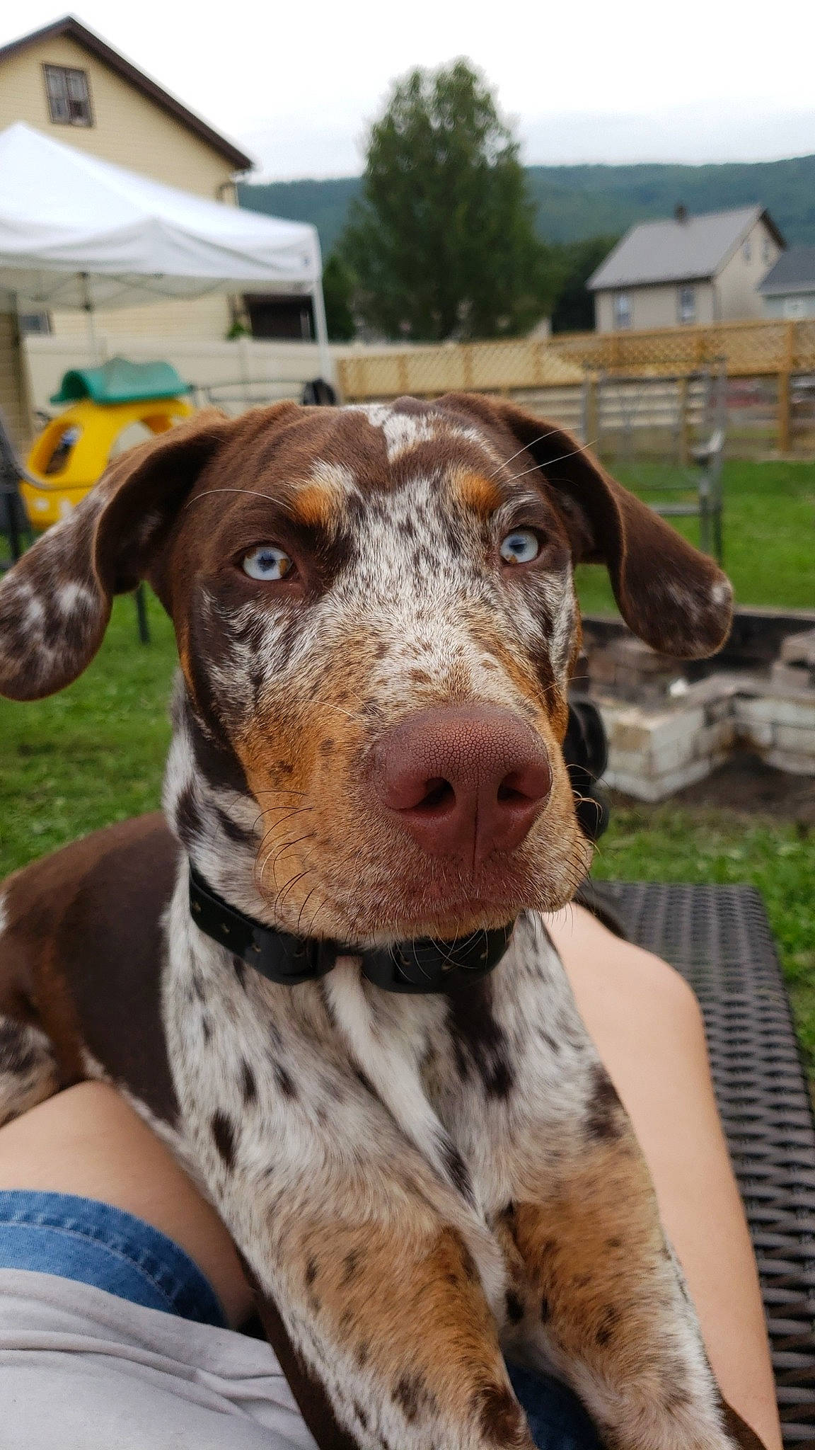 Reese joined the competition — help win amazing prizes! braque_francais, canidae, carnivore, dog, dog_breed, fawn, german_shorthaired_pointer, hunting_dog, louisiana_catahoula_leopard_dog, mammal, non_sporting_group, pointer, rare_breed_dog, snout, sporting_group, vertebrate