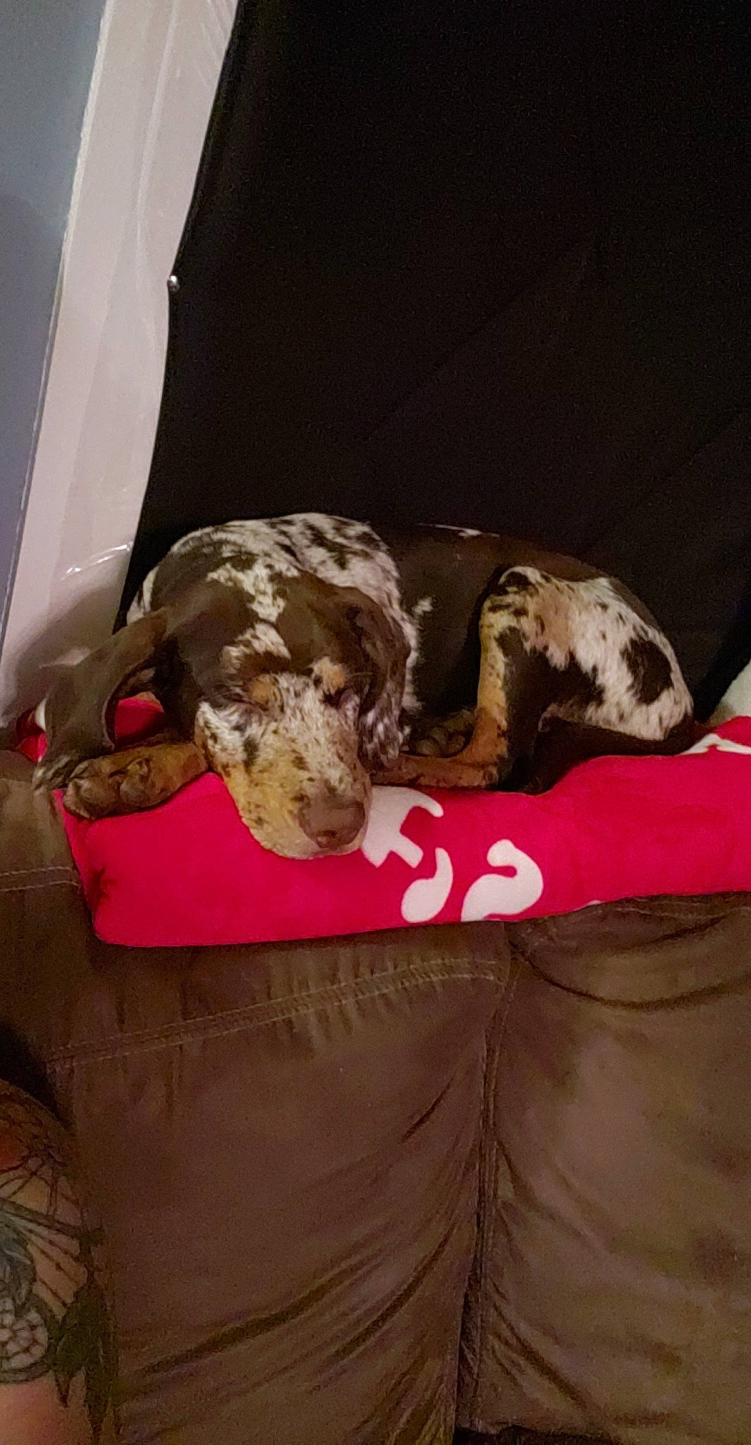 Reese is registered to the contest to win money with this photo: braque_du_bourbonnais, braque_francais, canidae, carnivore, dog, dog_breed, german_shorthaired_pointer, great_dane, louisiana_catahoula_leopard_dog, non_sporting_group, pachon_navarro, pointer, sporting_group