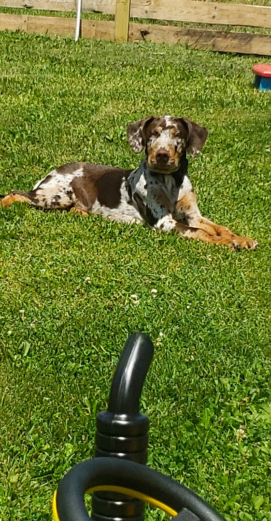 Reese is registered to the contest to win money with this photo: canidae, carnivore, companion_dog, dog, dog_breed, grass, hunting_dog, lawn, louisiana_catahoula_leopard_dog, mammal, puppy, rare_breed_dog, sporting_group, working_dog