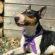 Lexy participe au concours pour gagner de l'argent avec cette photo : dog, bull_terrier, purple_bandana, outdoor, sunlight, gravel, wood_chips, wooden_wall, pet, animal, lying_down, black_and_white, tri_color, ears_up, calm, portrait, close_up, daylight, canine, relaxed