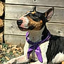 dog, bull_terrier, purple_bandana, outdoor, sunlight, gravel, wood_chips, wooden_wall, pet, animal, lying_down, black_and_white, tri_color, ears_up, calm, portrait, close_up, daylight, canine, relaxed