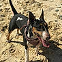 Lexy participe au concours pour gagner de l'argent avec cette photo : bull_terrier, dog, beach, sand, bandana, animal, pet, outdoor, sunlight, playful, tongue_out, ears_up, shadow, white_patch, paw_prints, canine, summer, nature, happy, close_up