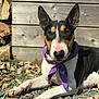 Lexy a rejoint le concours — aidez-le/la à gagner de superbes lots ! dog, bull_terrier, purple_bandana, gravel, wood_chips, sunlight, outdoor, fence, rocks, pet, animal, lying_down, ears_up, snout, black_white_brown, close_up, daylight, portrait, canine, resting