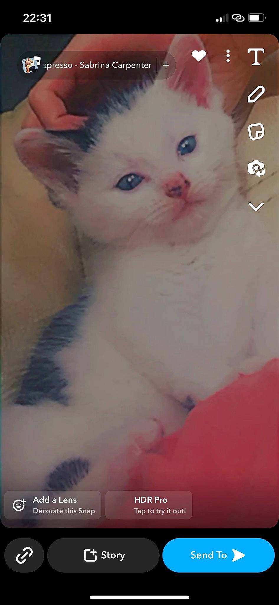 Oreo is registered to the contest to win money with this photo: carnivore, cat, domestic_short_haired_cat, ear, fawn, felidae, fur, paw, small_to_medium_sized_cats, tail, whiskers