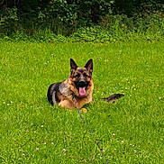 Jerry Lee a rejoint le concours — aidez-le/la à gagner de superbes lots ! dog, german_shepherd, grass, outdoor, nature, greenery, animal, pet, canine, tongue_out, lying_down, field, summer, sunlight, happy, forest, leafy, leash, mammal, resting