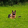 dog, german_shepherd, grass, outdoor, nature, greenery, animal, pet, canine, tongue_out, lying_down, field, summer, sunlight, happy, forest, leafy, leash, mammal, resting