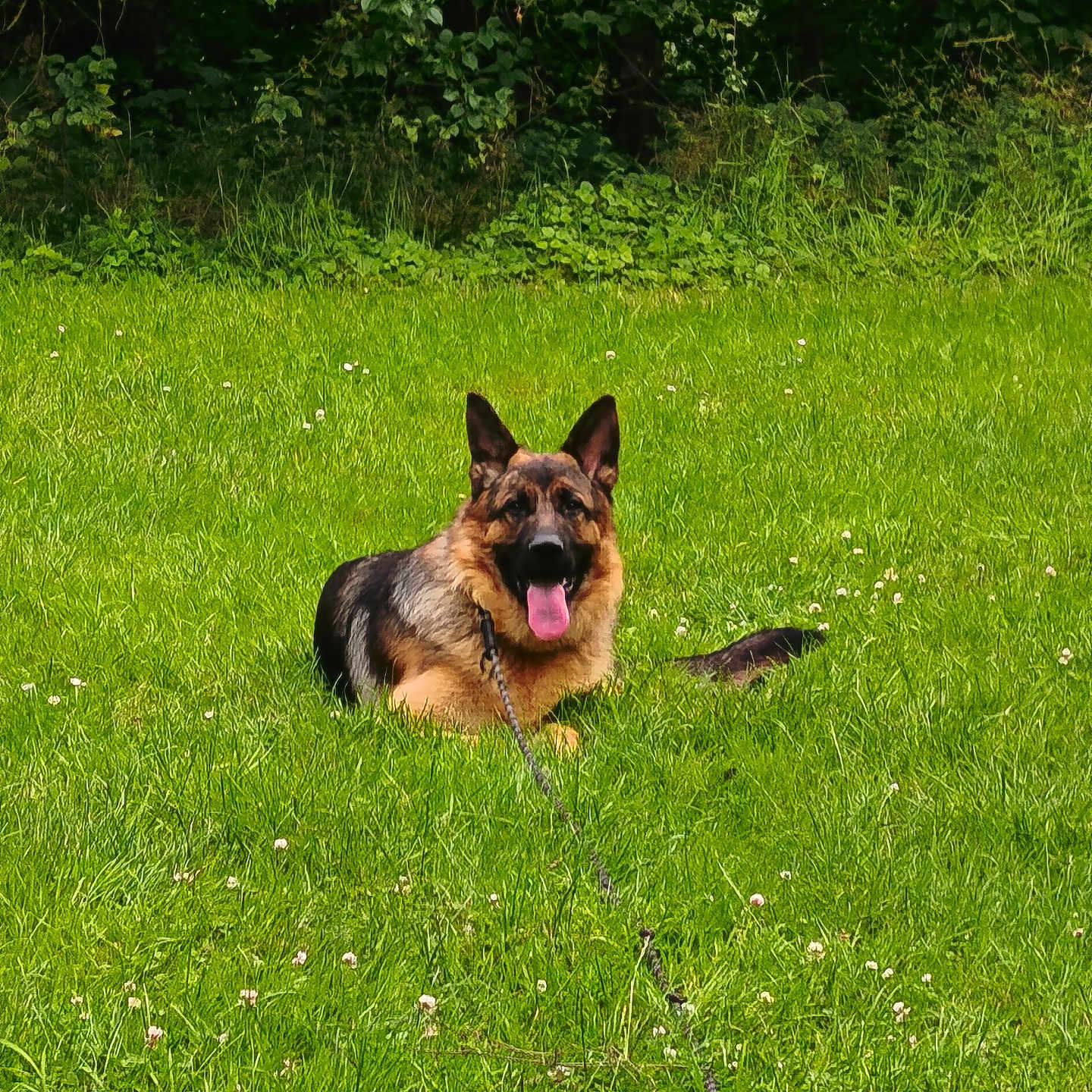 Jerry Lee a rejoint le concours — aidez-le/la à gagner de superbes lots ! dog, german_shepherd, grass, outdoor, nature, greenery, animal, pet, canine, tongue_out, lying_down, field, summer, sunlight, happy, forest, leafy, leash, mammal, resting