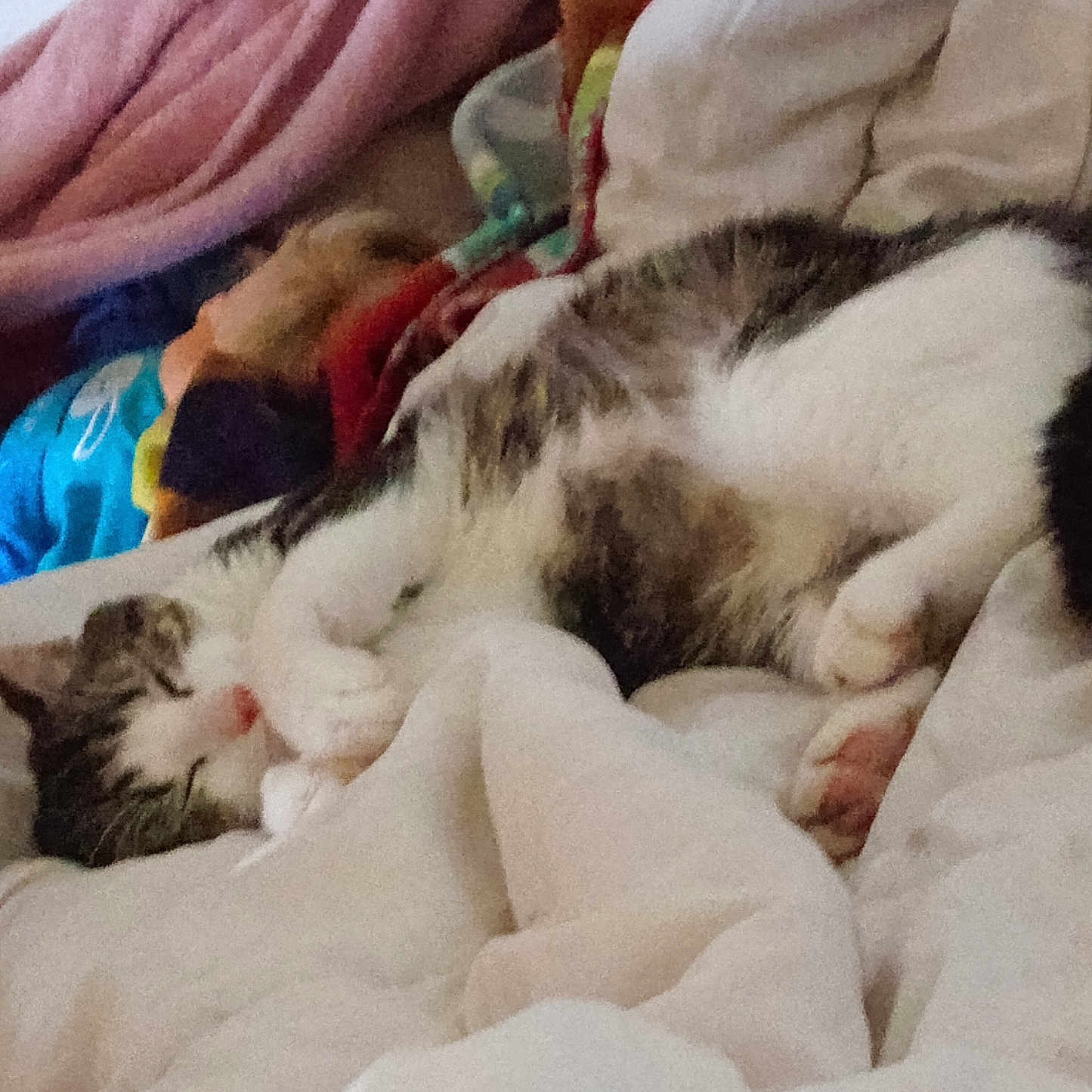 Tigrou